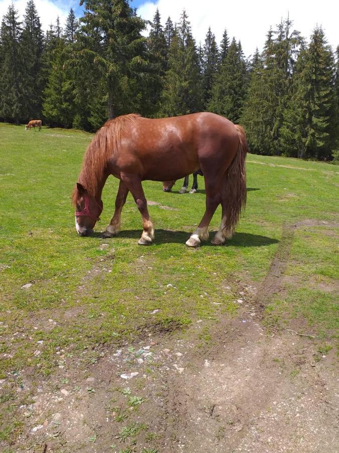 Pensiunea Floare De Colt Beliş Eksteriør bilde